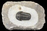 Detailed Gerastos Trilobite Fossil - Morocco #164710-2